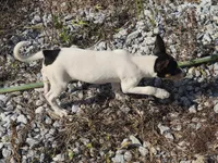 Tilda, a female Rat Terrier for sale in Alexandria, IN – 3 of 6