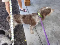 Jade, a female German Shorthaired Pointer and Poodle - Standard  for sale in Alexandria, IN – 3 of 3