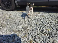 Tilda, a female Rat Terrier for sale in Alexandria, IN – 2 of 6