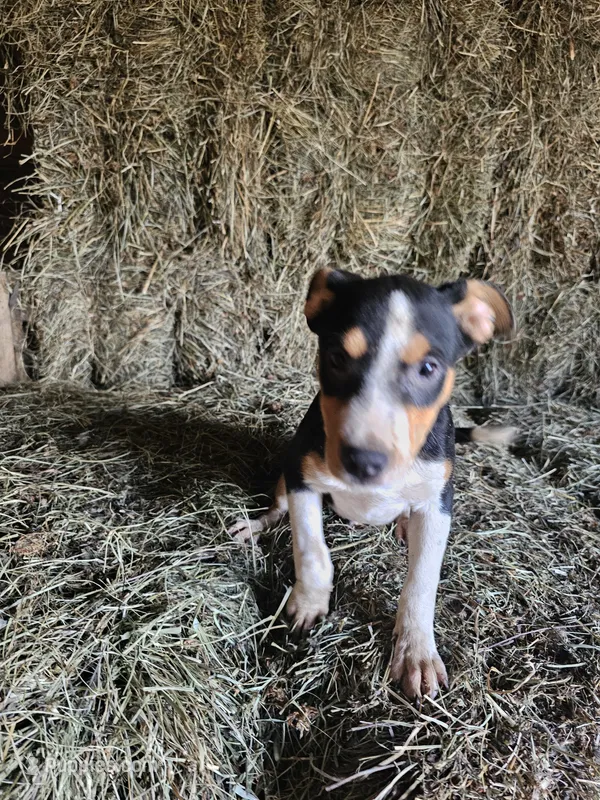 Tyko  – Rat Terrier puppy for sale in Alexandria, IN