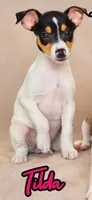 Tilda, a female Rat Terrier for sale in Alexandria, IN – 5 of 6