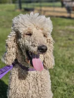 Ruth Anne, a female Poodle - Standard  for sale in Alexandria, IN – 2 of 2