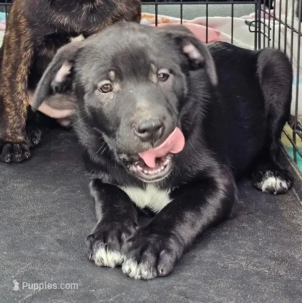 Reba - READY – Great Pyrenees, Labrador Retriever puppy for sale in Alexandria, IN