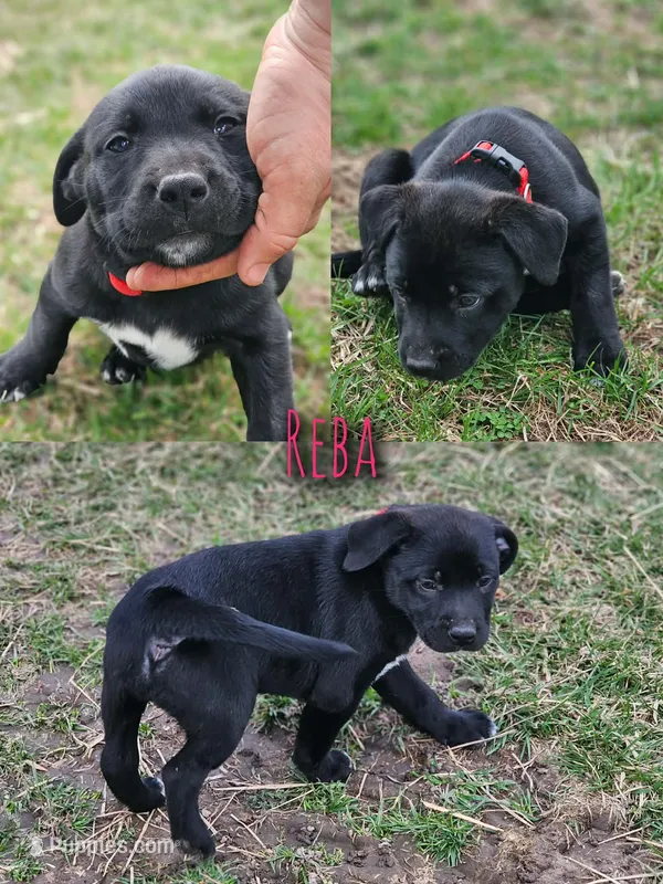 Reba – Great Pyrenees, Labrador Retriever puppy for sale in Alexandria, IN