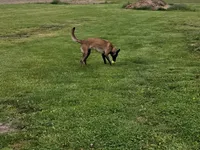 AKC Karma, a female Belgian Malinois for sale in Alexandria, IN – 4 of 8