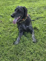 Harlow, a female German Shorthaired Pointer for sale in Alexandria, IN – 2 of 5