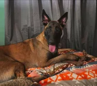 AKC Karma, a female Belgian Malinois for sale in Alexandria, IN – 2 of 8