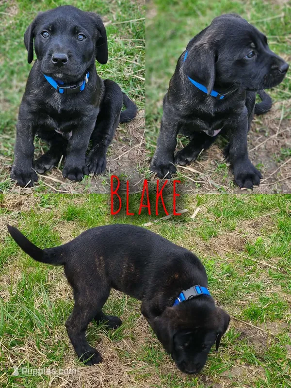 Blake – Great Pyrenees, Labrador Retriever puppy for sale in Alexandria, IN