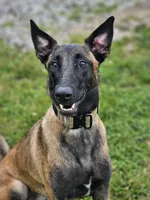 AKC Karma, a female Belgian Malinois for sale in Alexandria, IN – 7 of 8