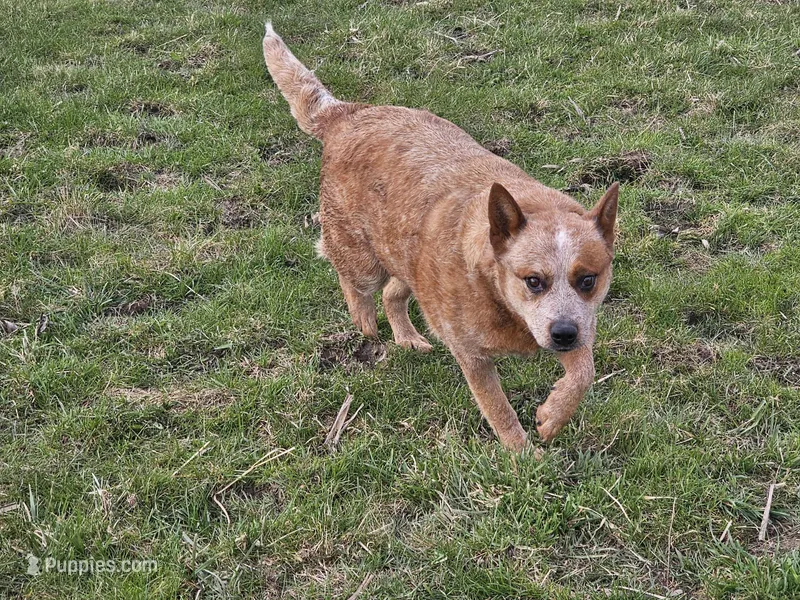 AKC Female  – Australian Cattle Dog puppy for sale in Alexandria, IN