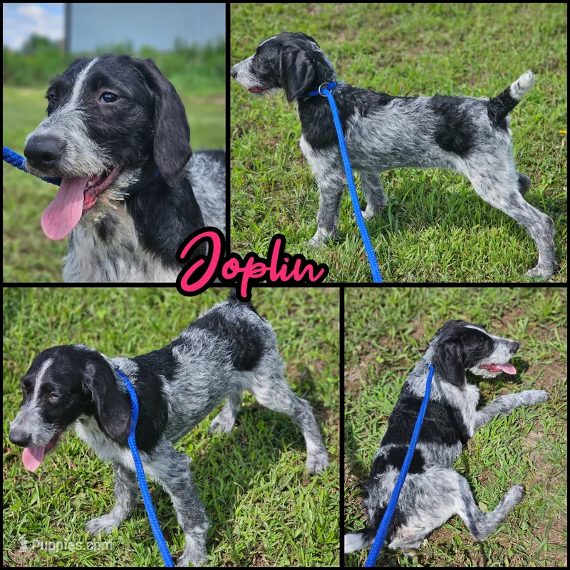 Joplin – German Shorthaired Pointer, Poodle - Standard  puppy for sale in Alexandria, IN
