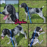 Joplin, a female German Shorthaired Pointer and Poodle - Standard  for sale in Alexandria, IN – 1 of 1