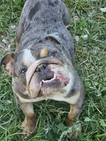 Midge, a female English Bulldog for sale in Alexandria, IN – 9 of 9