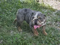 Midge, a female English Bulldog for sale in Alexandria, IN – 2 of 9