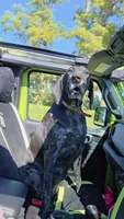 Harlow, a female German Shorthaired Pointer for sale in Alexandria, IN – 3 of 5