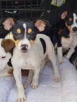 Tilda, a female Rat Terrier for sale in Alexandria, IN – 6 of 6