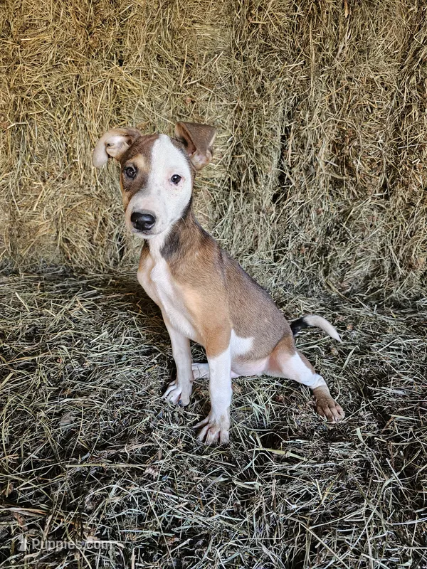 Tortilla – Rat Terrier puppy for sale in Alexandria, IN