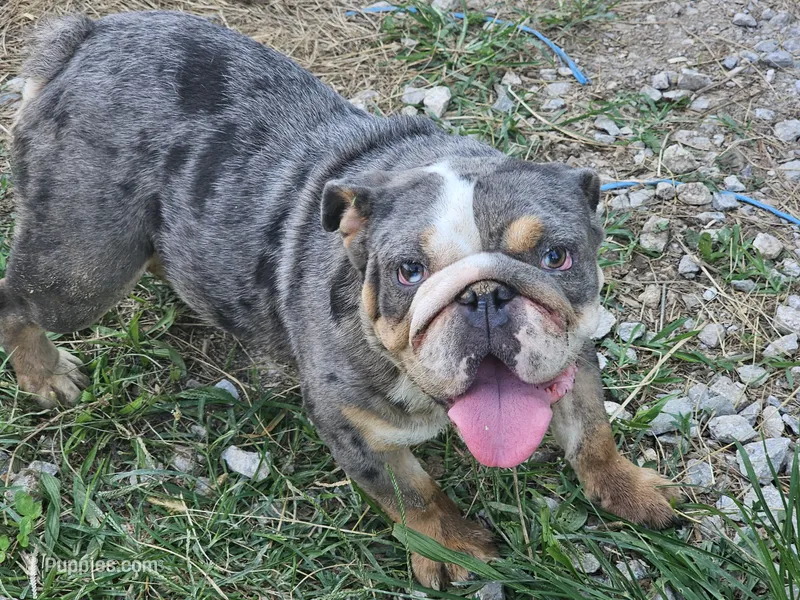 Midge, a female English Bulldog for sale in Alexandria, IN – 1 of 9