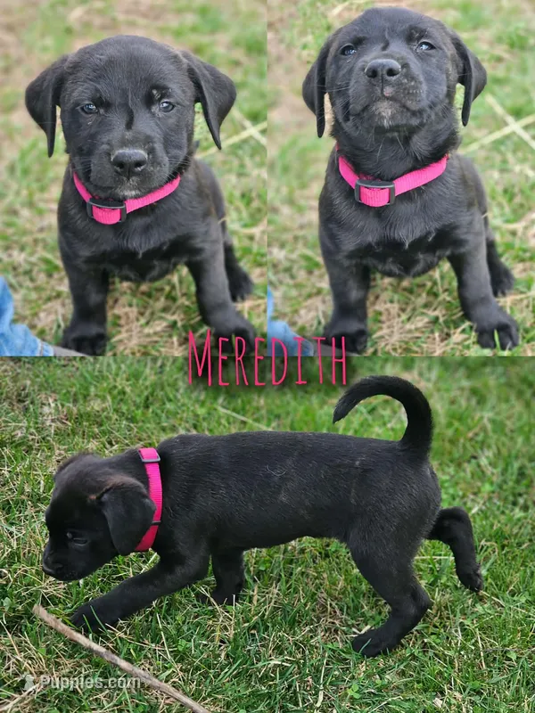 Meredith – Great Pyrenees, Labrador Retriever puppy for sale in Alexandria, IN