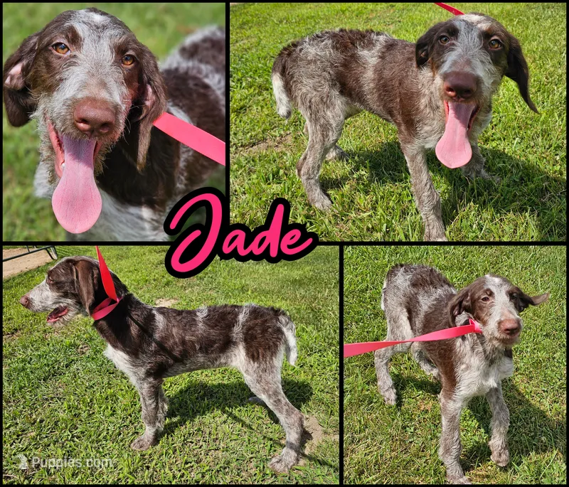 Jade – German Shorthaired Pointer, Poodle - Standard  puppy for sale in Alexandria, IN