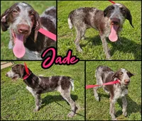Jade, a female German Shorthaired Pointer and Poodle - Standard  for sale in Alexandria, IN – 1 of 3
