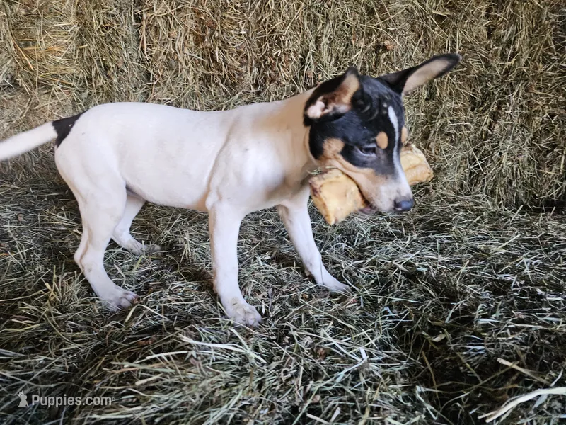 Tilda – Rat Terrier puppy for sale in Alexandria, IN
