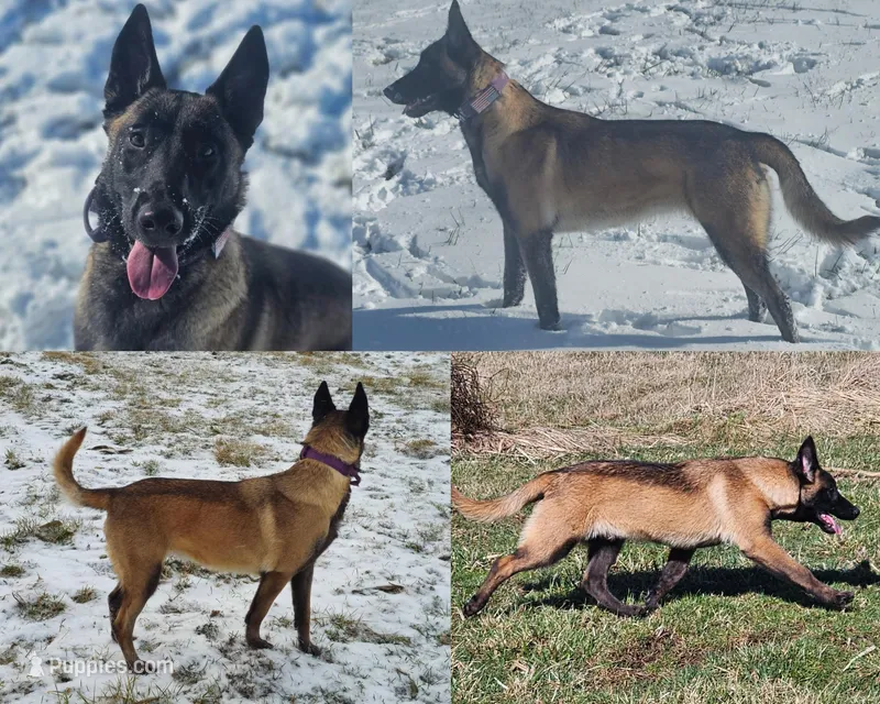 Indy - AKC Female  – Belgian Malinois puppy for sale in Alexandria, IN