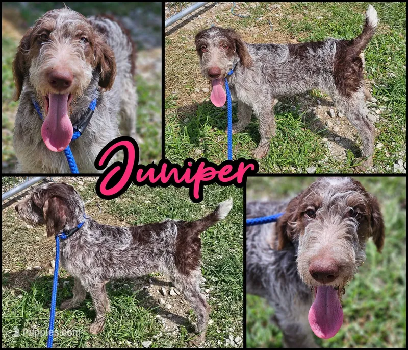 Juniper – German Shorthaired Pointer, Poodle - Standard  puppy for sale in Alexandria, IN