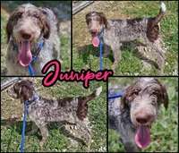 Juniper, a female German Shorthaired Pointer and Poodle - Standard  for sale in Alexandria, IN – 1 of 1