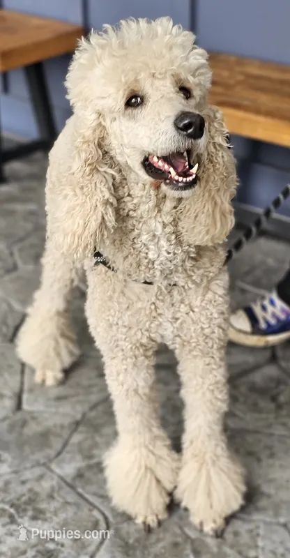 Ruth Anne – Poodle - Standard  puppy for sale in Alexandria, IN