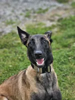 AKC Karma, a female Belgian Malinois for sale in Alexandria, IN – 8 of 8