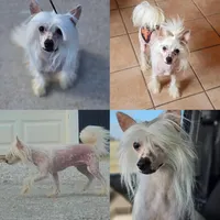 Freddie, a male Chinese Crested for sale in Alexandria, IN – 2 of 2