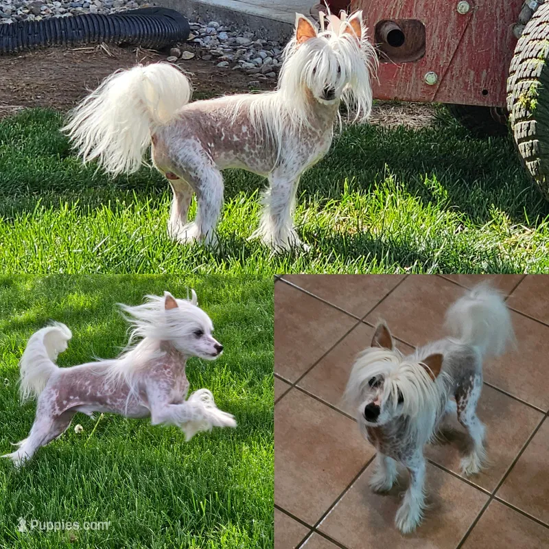 Freddie – Chinese Crested puppy for sale in Alexandria, IN