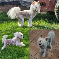 Freddie, a male Chinese Crested for sale in Alexandria, IN – 1 of 2