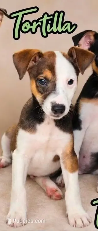 Tortilla – Rat Terrier puppy for sale in Alexandria, IN