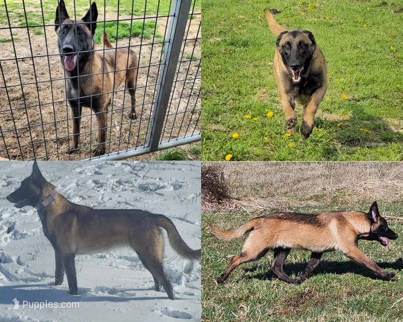 Indy AKC – Belgian Malinois puppy for sale in Alexandria, IN