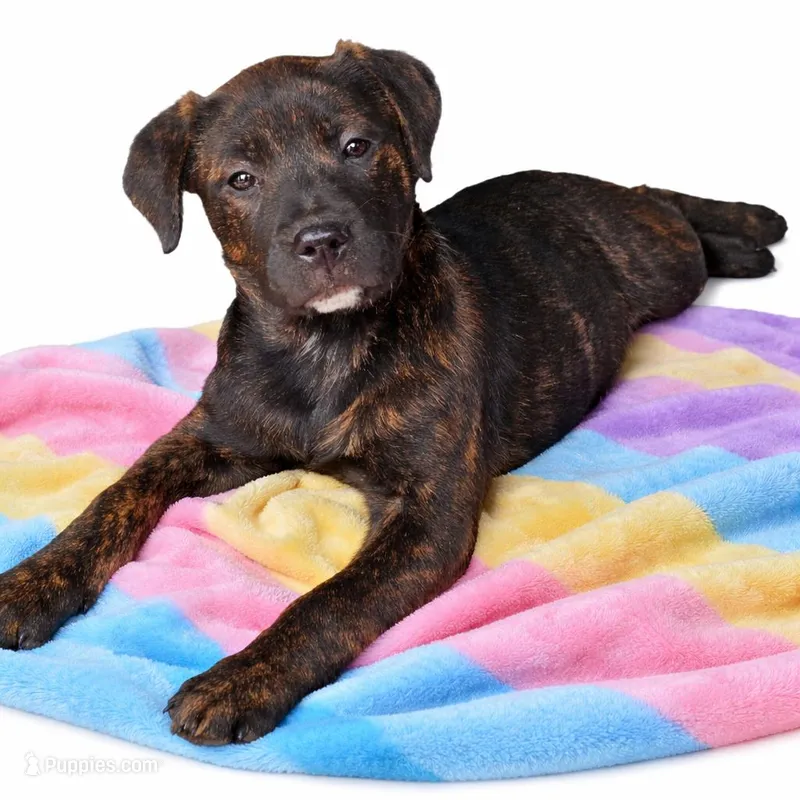 Tawnie - READY – Labrador Retriever puppy for sale in Alexandria, IN