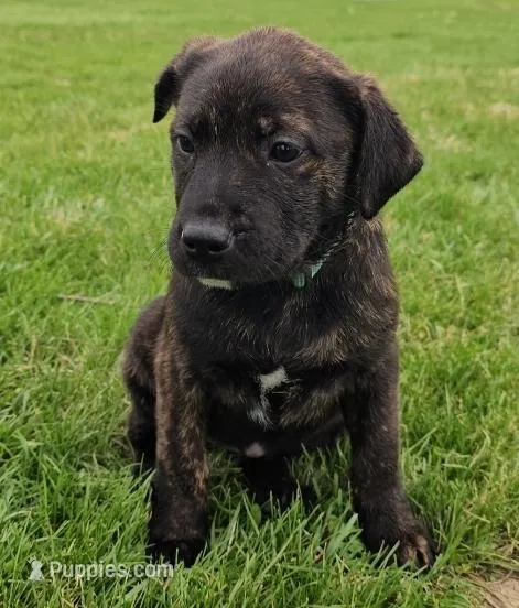 Tawnie - READY – Labrador Retriever puppy for sale in Alexandria, IN