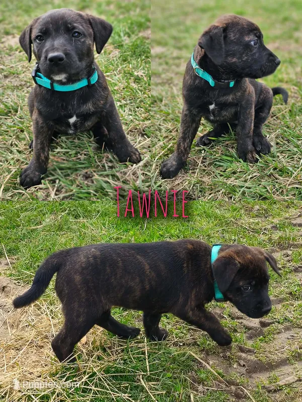 Tawnie – Great Pyrenees, Labrador Retriever puppy for sale in Alexandria, IN