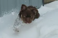 Fluffy Frenchie Puppy - Fully Vetted, a male French Bulldog for sale in Alexandria, IN – Photo 3 of 5