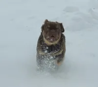 Fluffy Frenchie Puppy - Fully Vetted, a male French Bulldog for sale in Alexandria, IN – Photo 4 of 5