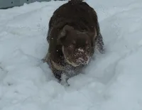 Fluffy Frenchie Puppy - Fully Vetted, a male French Bulldog for sale in Alexandria, IN – Photo 2 of 5