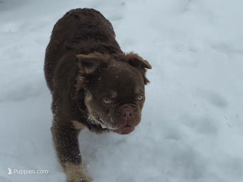 Fluffy Frenchie Puppy - Fully Vetted