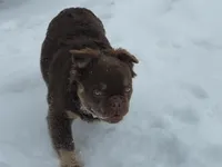 Fluffy Frenchie Puppy - Fully Vetted, a male French Bulldog for sale in Alexandria, IN – Photo 1 of 5