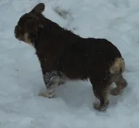 Fluffy Frenchie Puppy - Fully Vetted, a male French Bulldog for sale in Alexandria, IN – Photo 5 of 5