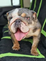 Midge, a female English Bulldog for sale in Alexandria, IN – 4 of 9