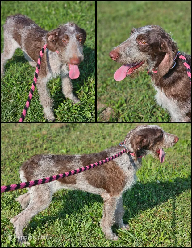 Jade – German Shorthaired Pointer, Poodle - Standard  puppy for sale in Alexandria, IN