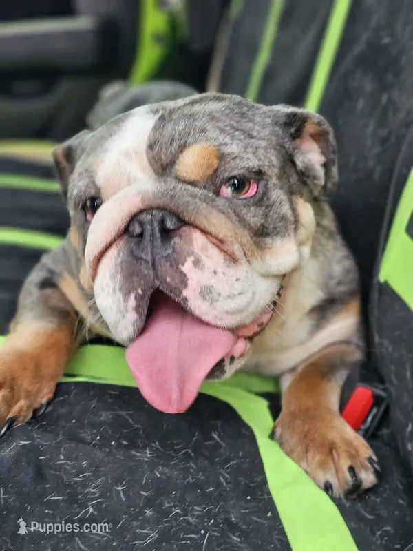 Midge – English Bulldog puppy for sale in Alexandria, IN