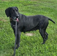 Harlow, a female German Shorthaired Pointer for sale in Alexandria, IN – 5 of 5