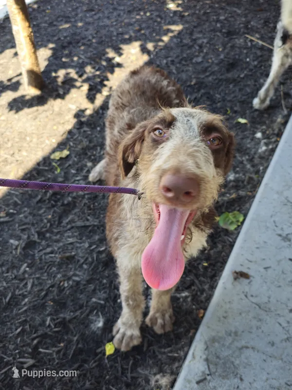 Jade – German Shorthaired Pointer, Poodle - Standard  puppy for sale in Alexandria, IN